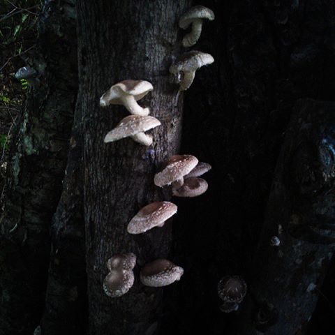 shiitake mushrooms 2013